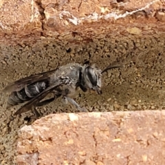 Sphecidae or Crabronidae (families) (Unidentified sand wasp) at Lyneham, ACT - 7 Dec 2021 by trevorpreston