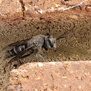 Sphecidae or Crabronidae (families) at Lyneham, ACT - 7 Dec 2021 03:17 PM