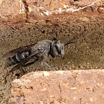 Sphecidae or Crabronidae (families) (Unidentified sand wasp) at Sullivans Creek, Lyneham South - 7 Dec 2021 by trevorpreston