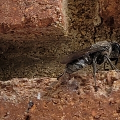 Sphecidae or Crabronidae (families) at Lyneham, ACT - 7 Dec 2021 03:17 PM