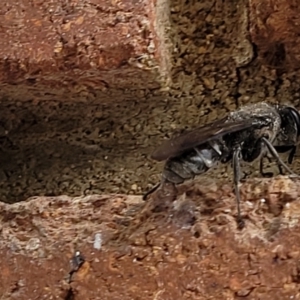 Sphecidae or Crabronidae (families) at Lyneham, ACT - 7 Dec 2021 03:17 PM