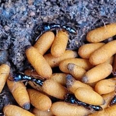 Amblyopone sp. (genus) (Slow ant) at Weetangera, ACT - 8 Dec 2021 by tpreston