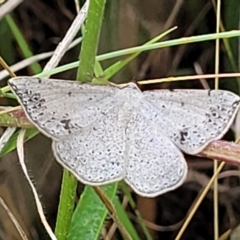 Taxeotis intextata (Looper Moth, Grey Taxeotis) at Weetangera, ACT - 8 Dec 2021 by trevorpreston