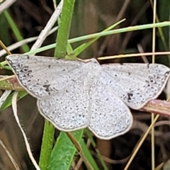 Taxeotis intextata (Looper Moth, Grey Taxeotis) at Weetangera, ACT - 8 Dec 2021 by tpreston