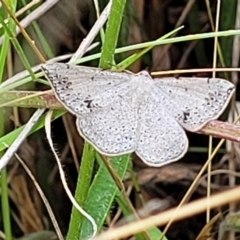 Taxeotis intextata at Weetangera, ACT - 8 Dec 2021 12:17 PM