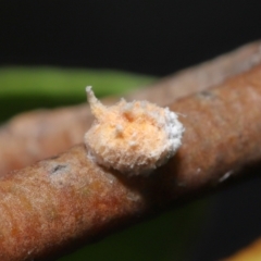 Unidentified Scale insect or Mealybug (Hemiptera, Coccoidea) at Acton, ACT - 3 Dec 2021 by TimL