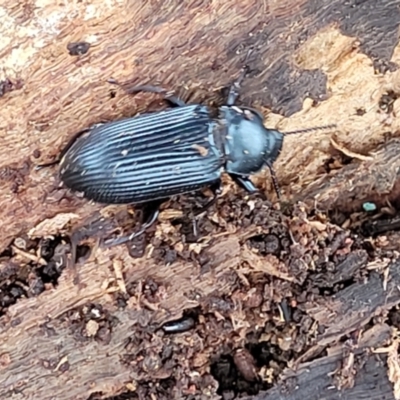 Meneristes australis (Darking beetle) at The Pinnacle - 8 Dec 2021 by trevorpreston