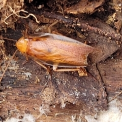 Ellipsidion sp. (genus) (A diurnal cockroach) at Weetangera, ACT - 8 Dec 2021 by tpreston