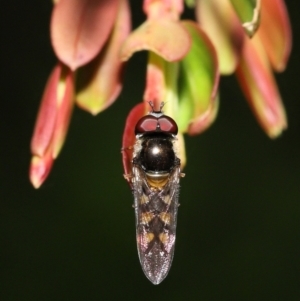 Simosyrphus grandicornis at Acton, ACT - 5 Dec 2021 11:52 AM