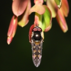 Unidentified Hover fly (Syrphidae) (TBC) at Acton, ACT - 5 Dec 2021 by TimL