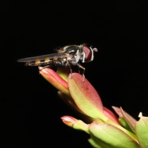 Simosyrphus grandicornis at Acton, ACT - 5 Dec 2021 11:52 AM