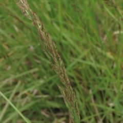 Lolium arundinaceum (Tall Fescue) at Monash, ACT - 3 Nov 2021 by AndyRoo