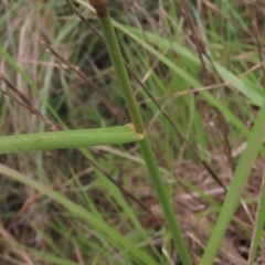 Lolium arundinaceum at Monash, ACT - 3 Nov 2021