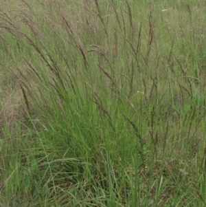 Festuca arundinacea at Monash, ACT - 3 Nov 2021