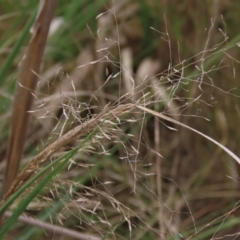 Eragrostis curvula (African Lovegrass) at Tuggeranong Creek to Monash Grassland - 3 Nov 2021 by AndyRoo