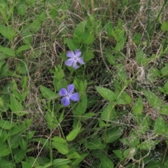 Vinca major (Blue Periwinkle) at Tuggeranong Creek to Monash Grassland - 3 Nov 2021 by AndyRoo