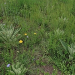 Verbascum thapsus subsp. thapsus (Great Mullein, Aaron's Rod) at Monash, ACT - 3 Nov 2021 by AndyRoo