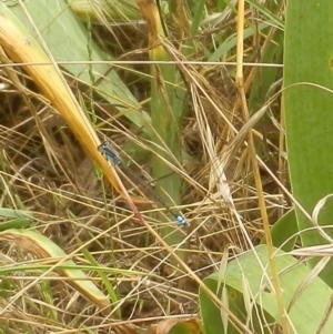 Ischnura heterosticta at Dunlop, ACT - 28 Nov 2021