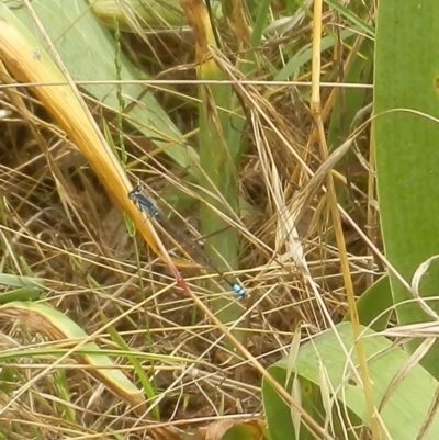 Ischnura heterosticta (Common Bluetail Damselfly) at Jarramlee Pond - 28 Nov 2021 by johnpugh