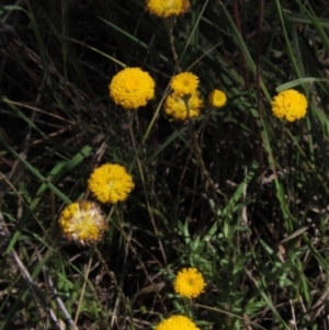 Leptorhynchos squamatus subsp. squamatus at Weetangera, ACT - 3 Dec 2021