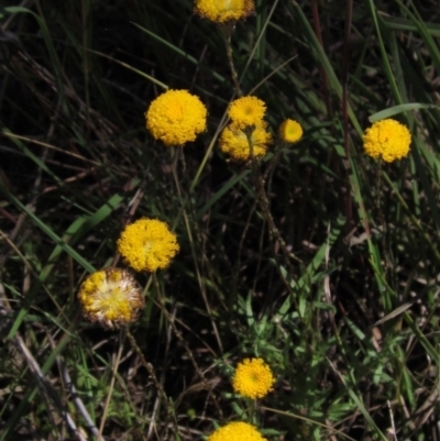 Leptorhynchos squamatus subsp. squamatus (Scaly Buttons) at Weetangera, ACT - 3 Dec 2021 by pinnaCLE