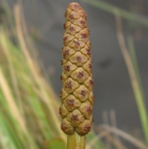 Potamogeton sulcatus at Dunlop, ACT - 5 Dec 2021