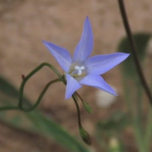 Wahlenbergia capillaris at Monash, ACT - 3 Nov 2021 03:16 PM