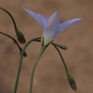 Wahlenbergia capillaris at Monash, ACT - 3 Nov 2021 03:16 PM