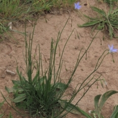 Wahlenbergia capillaris at Monash, ACT - 3 Nov 2021 03:16 PM