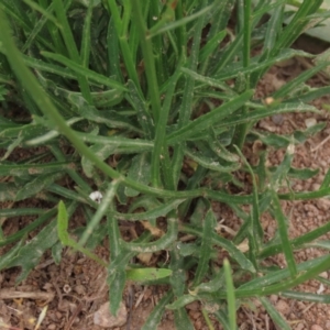 Wahlenbergia capillaris at Monash, ACT - 3 Nov 2021 03:16 PM