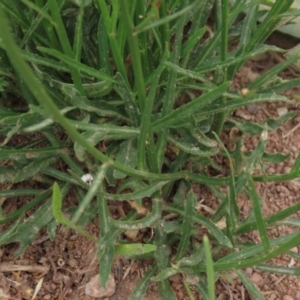 Wahlenbergia capillaris at Monash, ACT - 3 Nov 2021