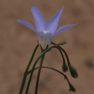 Wahlenbergia capillaris at Monash, ACT - 3 Nov 2021