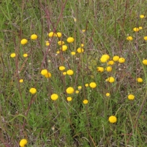 Leptorhynchos squamatus subsp. squamatus at Hall, ACT - 30 Nov 2021