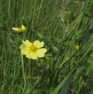 Potentilla recta at Hall, ACT - 30 Nov 2021