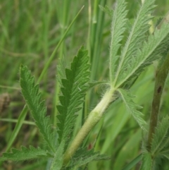 Potentilla recta at Hall, ACT - 30 Nov 2021