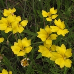 Goodenia pinnatifida (Scrambled Eggs) at Hall Cemetery - 30 Nov 2021 by pinnaCLE