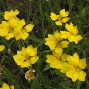 Goodenia pinnatifida at Hall, ACT - 30 Nov 2021 03:30 PM