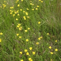 Goodenia pinnatifida at Hall, ACT - 30 Nov 2021