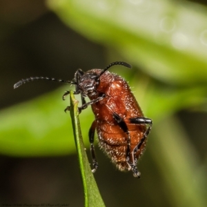 Ecnolagria grandis at Acton, ACT - 8 Dec 2021 10:52 AM