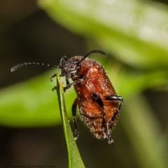 Ecnolagria grandis (Honeybrown beetle) at Acton, ACT - 7 Dec 2021 by Roger