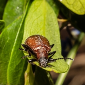 Ecnolagria grandis at Acton, ACT - 8 Dec 2021 10:52 AM