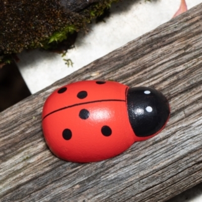 Unverified Lady beetle (Coccinellidae) at Acton, ACT - 8 Dec 2021 by Roger