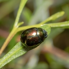 Callidemum hypochalceum (Hop-bush leaf beetle) at Acton, ACT - 7 Dec 2021 by Roger