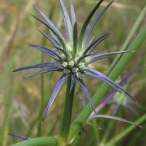 Eryngium ovinum at Hall, ACT - 30 Nov 2021