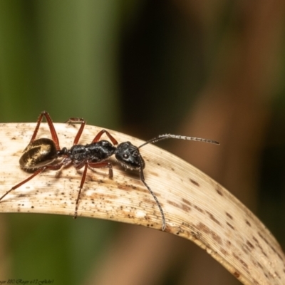 Camponotus suffusus (Golden-tailed sugar ant) at Acton, ACT - 8 Dec 2021 by Roger