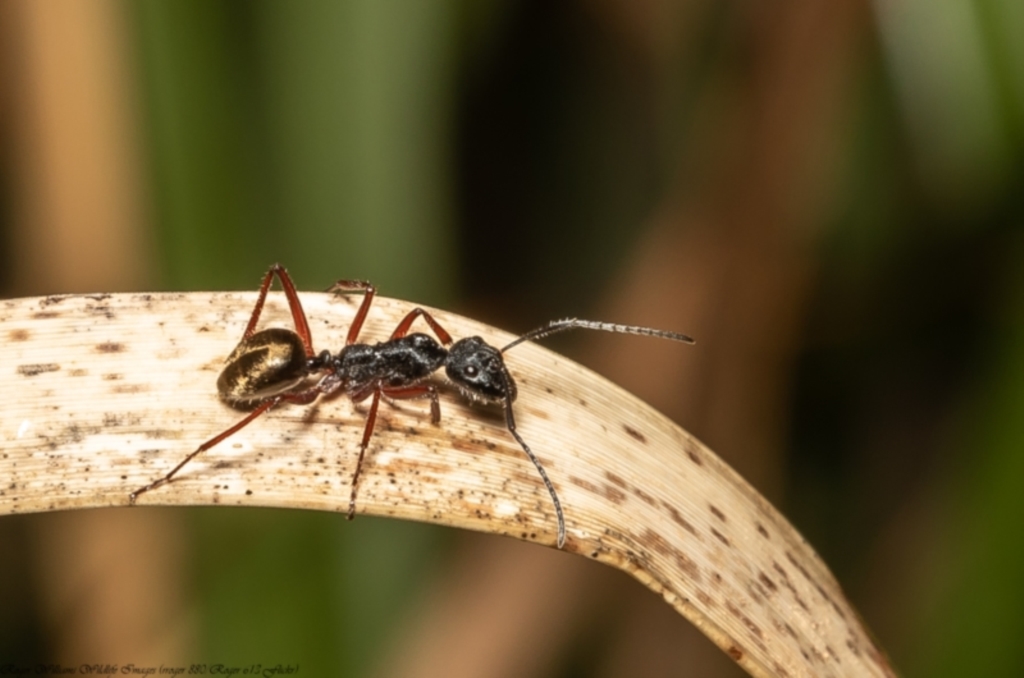 Camponotus suffusus at Acton, ACT - 8 Dec 2021