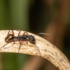 Camponotus suffusus (Golden-tailed sugar ant) at Acton, ACT - 7 Dec 2021 by Roger