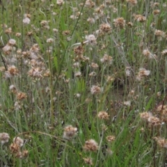 Euchiton japonicus (Creeping Cudweed) at Hall Cemetery - 30 Nov 2021 by pinnaCLE