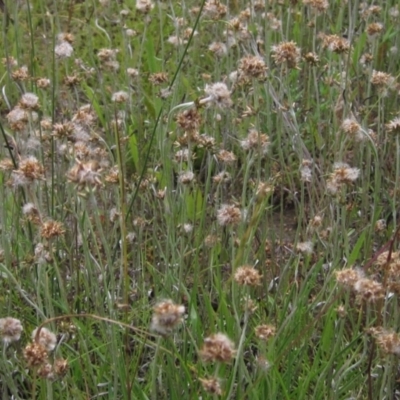 Euchiton japonicus (Creeping Cudweed) at Hall, ACT - 30 Nov 2021 by pinnaCLE