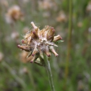 Euchiton japonicus at Hall, ACT - 30 Nov 2021